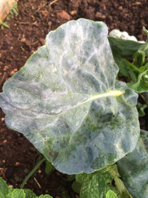 Album Crucifer Powdery Mildew