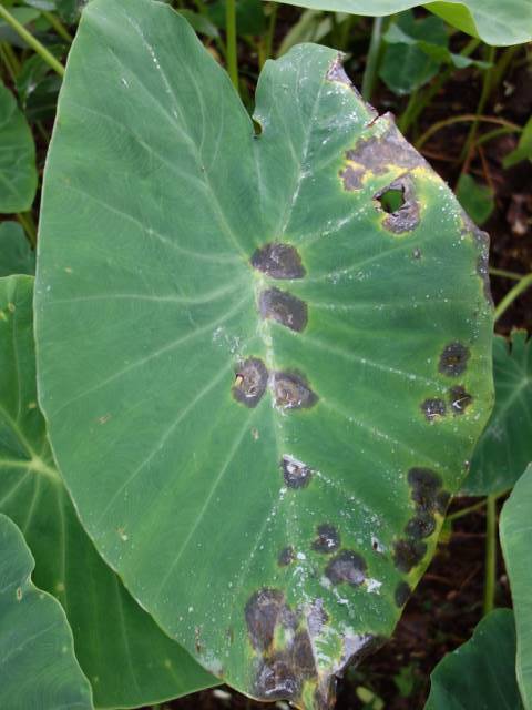 Album Taro pests and diseases