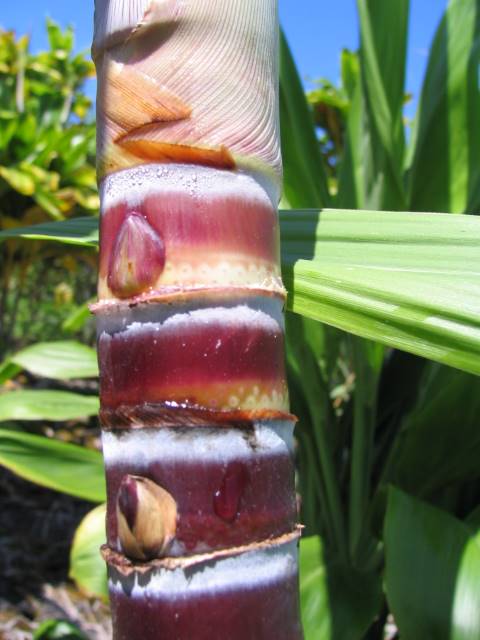 Hawaiian Sugar Cane > Cane Varieties