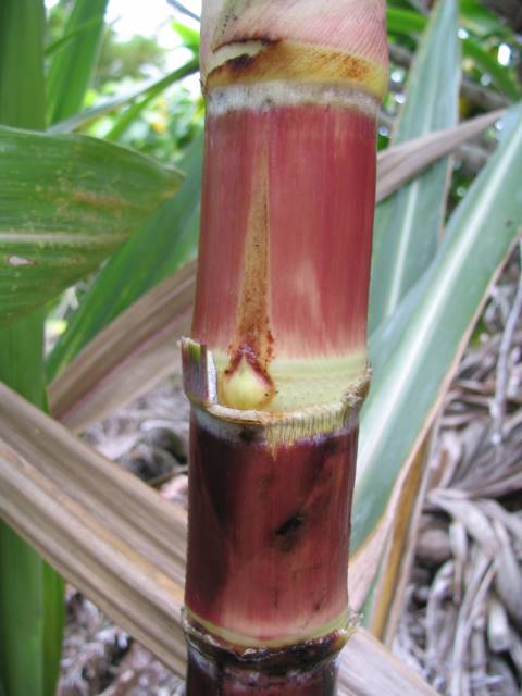 Hawaiian Sugar Cane > Cane Varieties