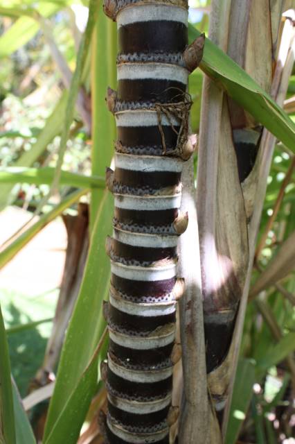 Hawaiian Sugar Cane > Cane Varieties