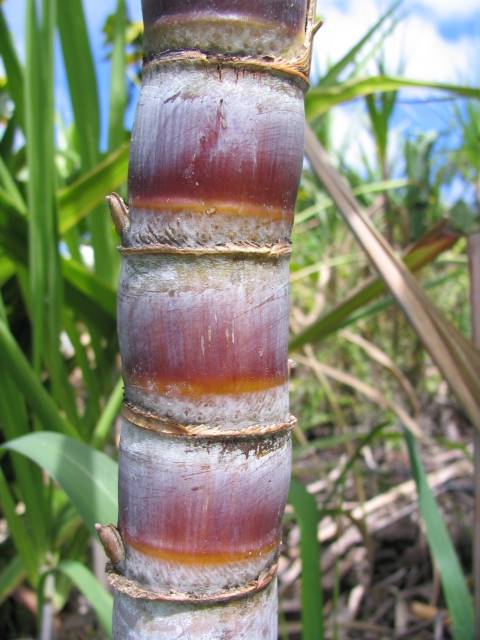 Hawaiian Sugar Cane > Cane Varieties