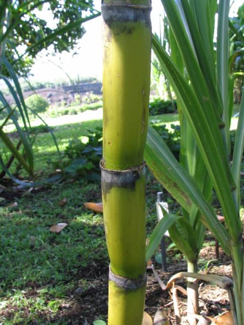 Hawaiian Sugar Cane > Cane Varieties