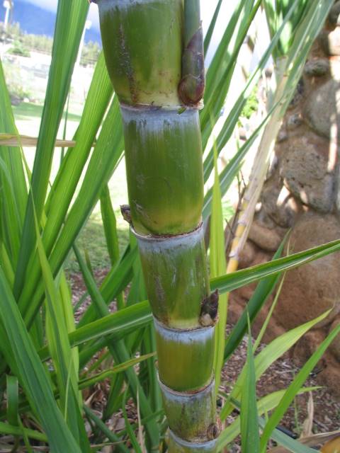 Hawaiian Sugar Cane > Cane Varieties