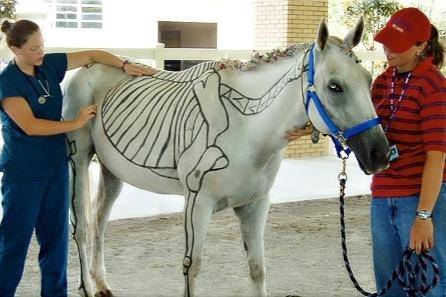 White horse with bone anatomy drawn on it.