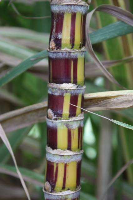 Hawaiian Sugar Cane > Cane Varieties