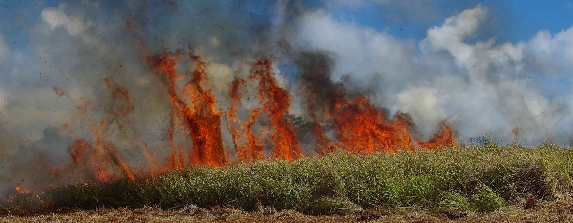Invasive Grass-Wildfire Cycle