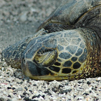 Honu, sea turtle