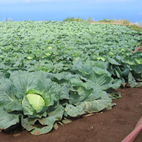 Cabbage growing on Maui farm. Photo: J. Deenik