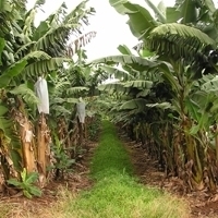 Banana cultivation. Photo: S. Nelson