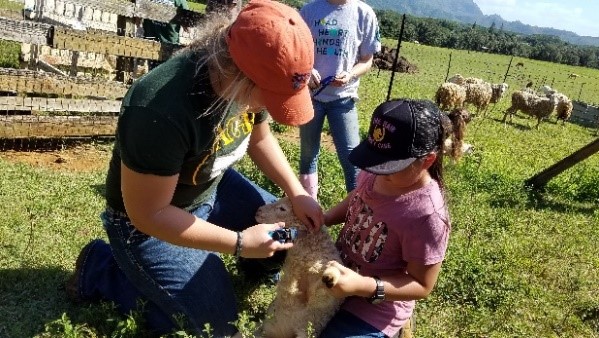 4H youth with lamb
