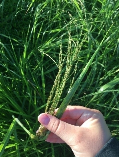 Guinea Grass stems & Leaves