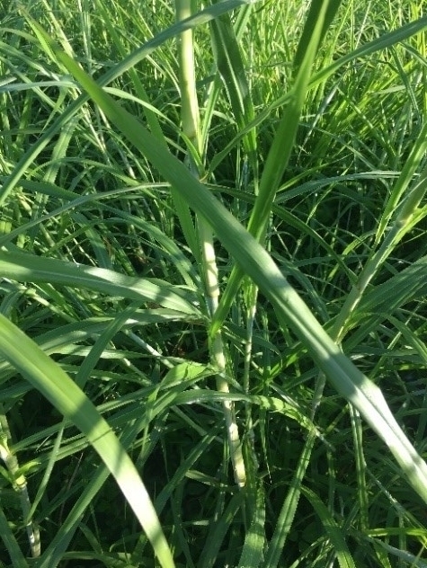 Guinea Grass