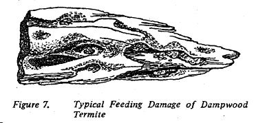 Fig 7 Typical feeding damage of dampwood termite.