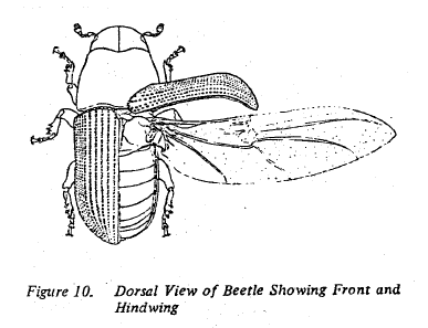 Fig 10. Dorsal view of beetle showing front and hindwing.