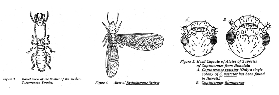 Fig 3 Dorsal view of soldier western subterranean termite. Fig 4 Alate of Reticulitermes flavipes, Fig 5 head capsule of 2 species Coptotermes