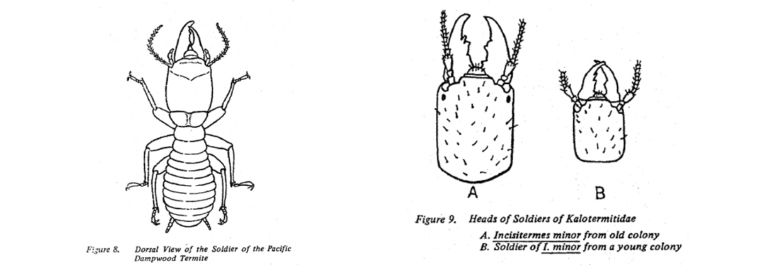 Fig 8. Dorsal view of soldier of Pacific Dampwood termite. Fig 9 Heads of soldiers of Kalotermitidae.
