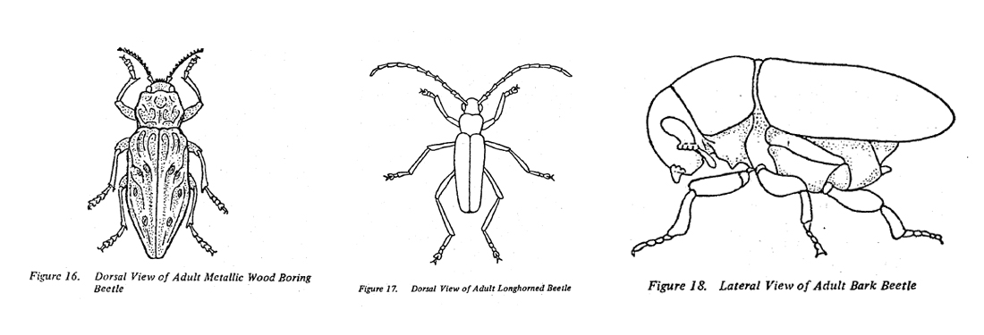 Fig 16-18. Adult metallic wood boring beetle, adult longhorned beetle, adult bark beetle.