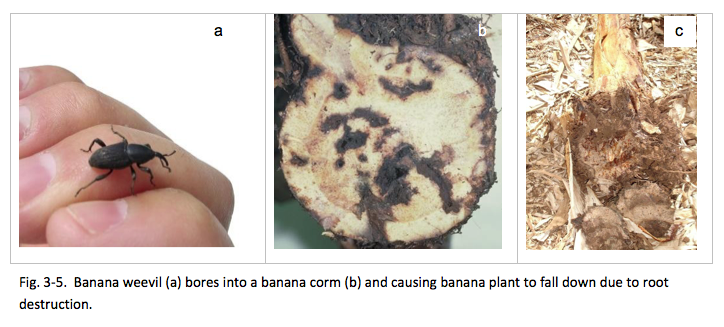 Fig. 3-5. Banana weevil (a) bores into a banana corm (b) and causing banana plant to fall down due to root destruction. 