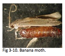 Fig 3-10. Banana moth.