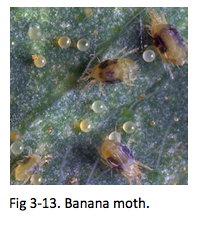 Fig 3-13. Banana moth.