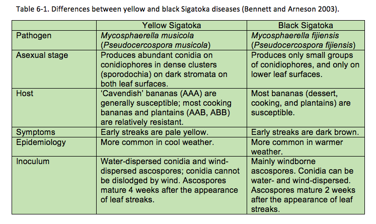 Table 6-1. Differences between yellow and black Sigatoka diseases (Bennett and Arneson 2003).