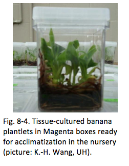 Fig. 8-4. Tissue-cultured banana plantlets in Magenta boxes ready for acclimatization in the nursery (picture: K.-H. Wang, UH).