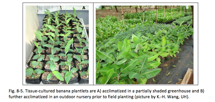 Fig. 8-5. Tissue-cultured banana plantlets are A) acclimatized in a partially shaded greenhouse and B) further acclimatized in an outdoor nursery prior to field planting (picture by K.-H. Wang, UH).