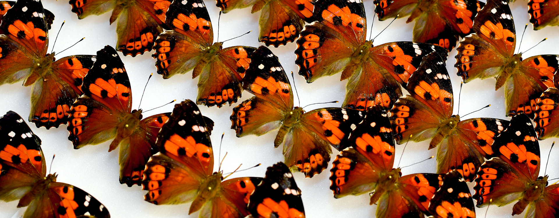 Kamehameha butterflies angle