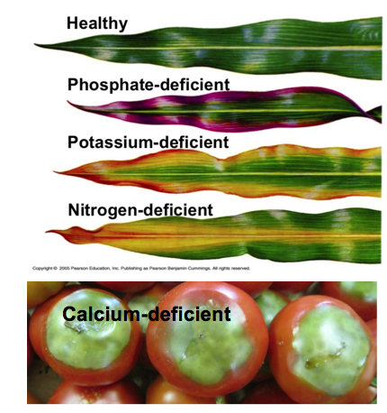 Image showing Phosphorus, Potassium, Nitrogen and Calcium deficient plants