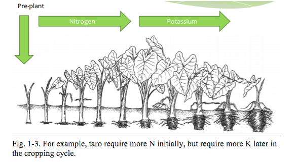 Taro requires more N initially but requires more K later in the cropping cycle.