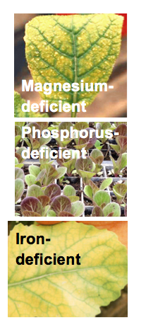 Plants wth Magnesium, Phosphorus and Iron deficiencies.