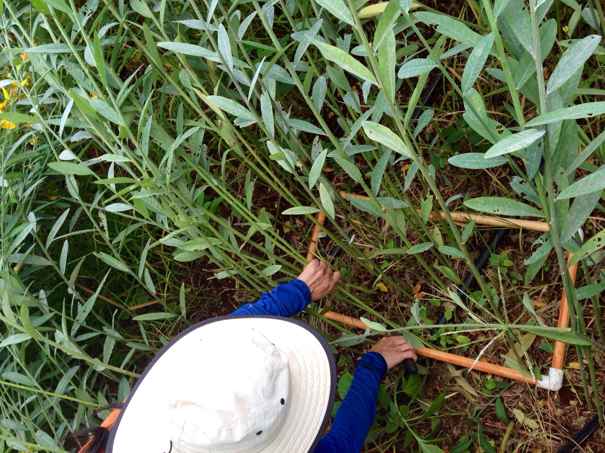 Cover Crop Calculator