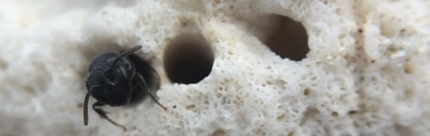 YFB nesting in coral
