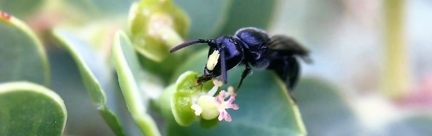 Male YFB on akoko