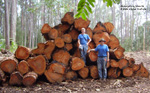 Eucalyptus robusta logs