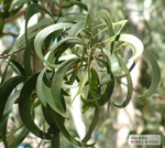Acacia koa, koa leaves phyllodes