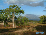 Aleurites moluccana in Timor