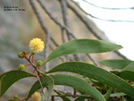 Acacia koaia leaf and flower