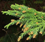 Cryptomeria japonica, sugi pine, male cone