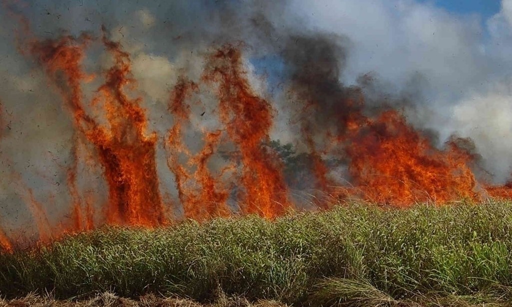 Wild fire in sugar cane field