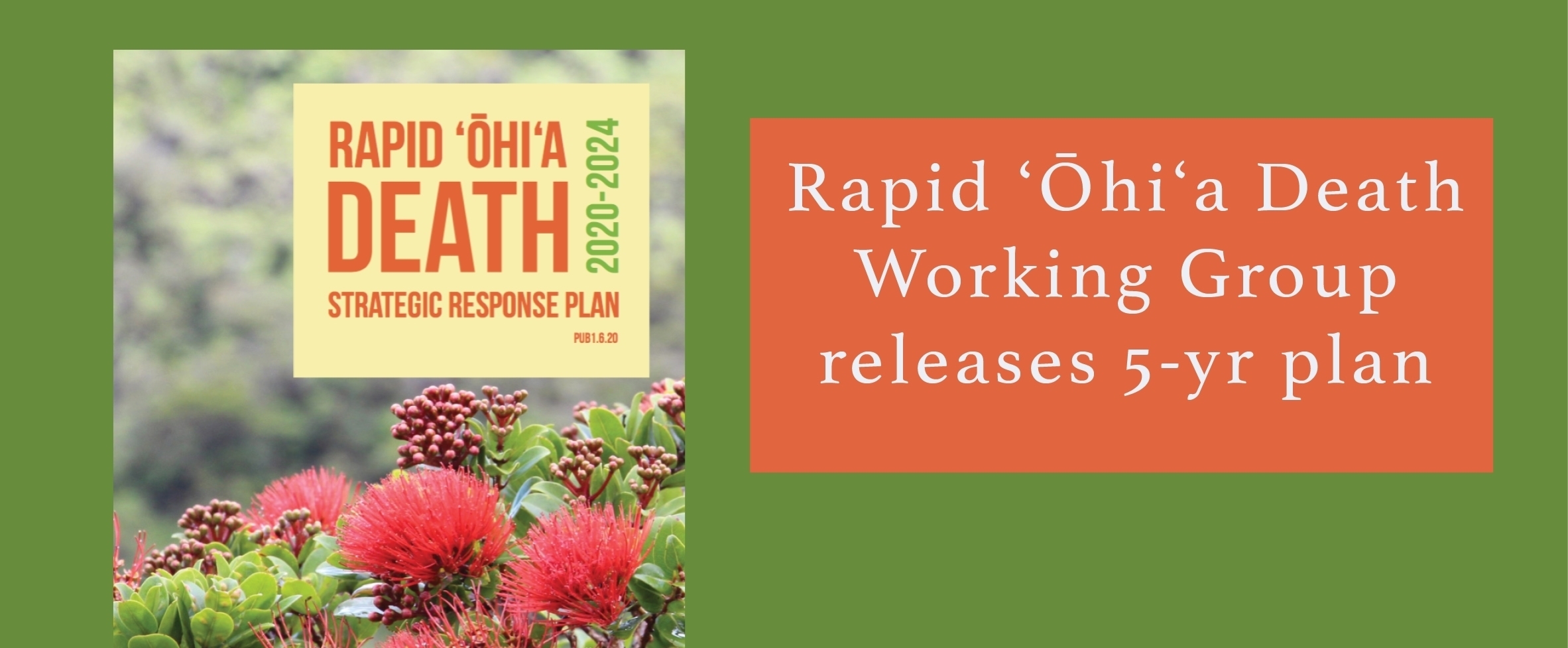 The Rapid Ohia Death Working Group, led by the Department of Land & Natural Resources, Division of Forestry and Wildlife among others, has released its second strategic response plan covering work to address ROD from 2020 to 2024.