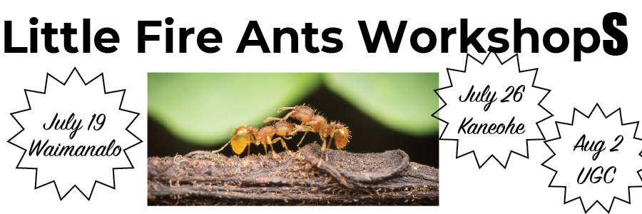 Fire Ants, July 19