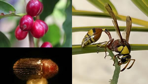 coffee berry borer and fruit fly