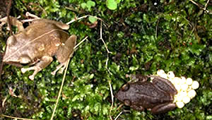 Coqui frogs