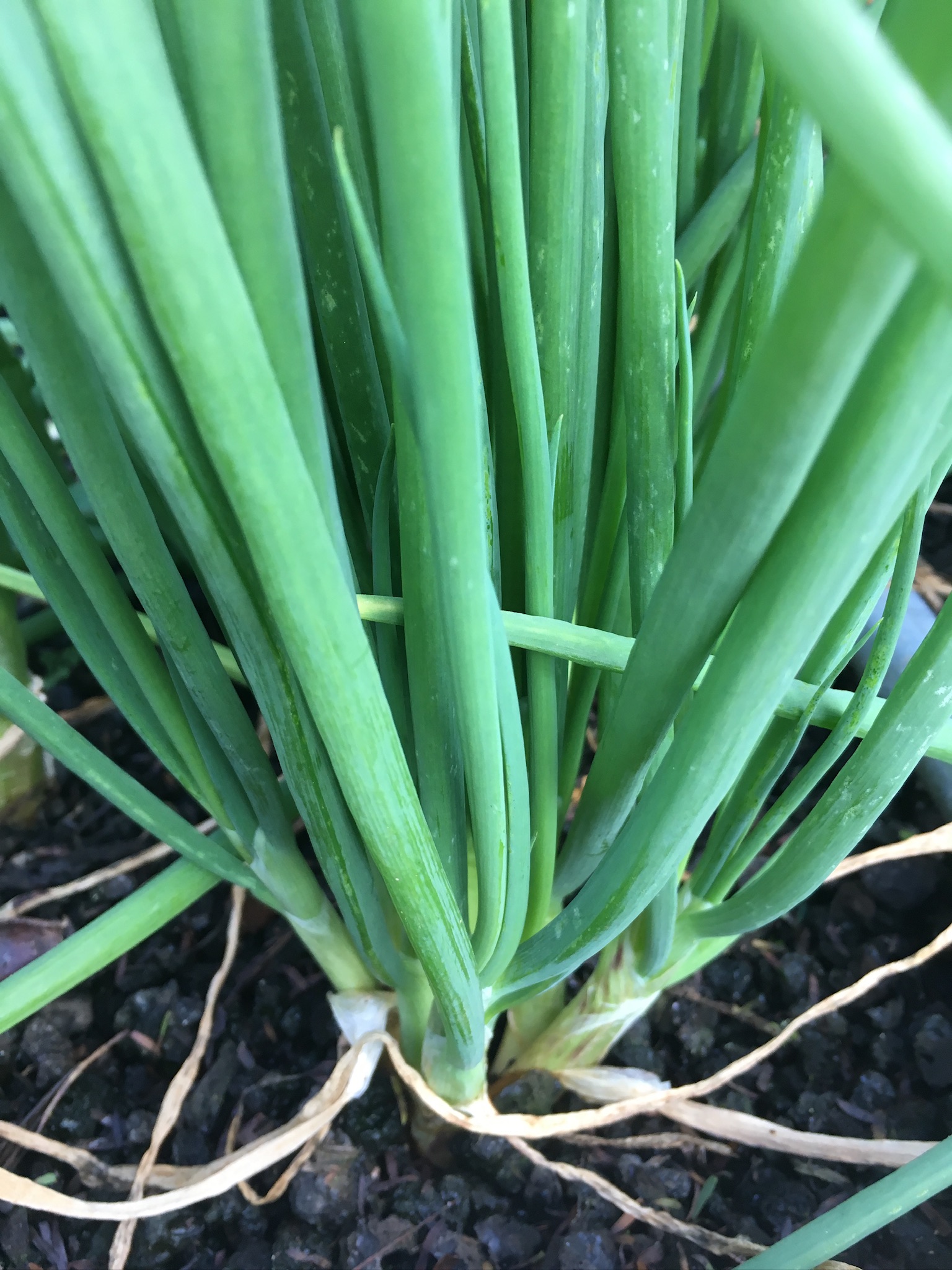 Green Onion