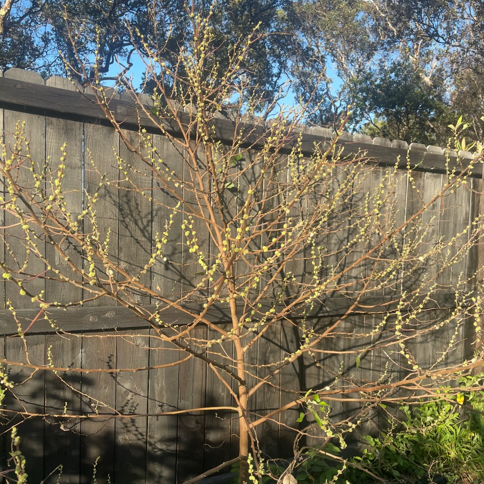 mamaki defoliated tree