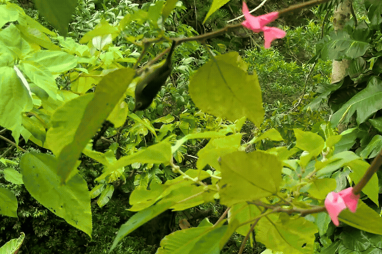 bird larvae predation