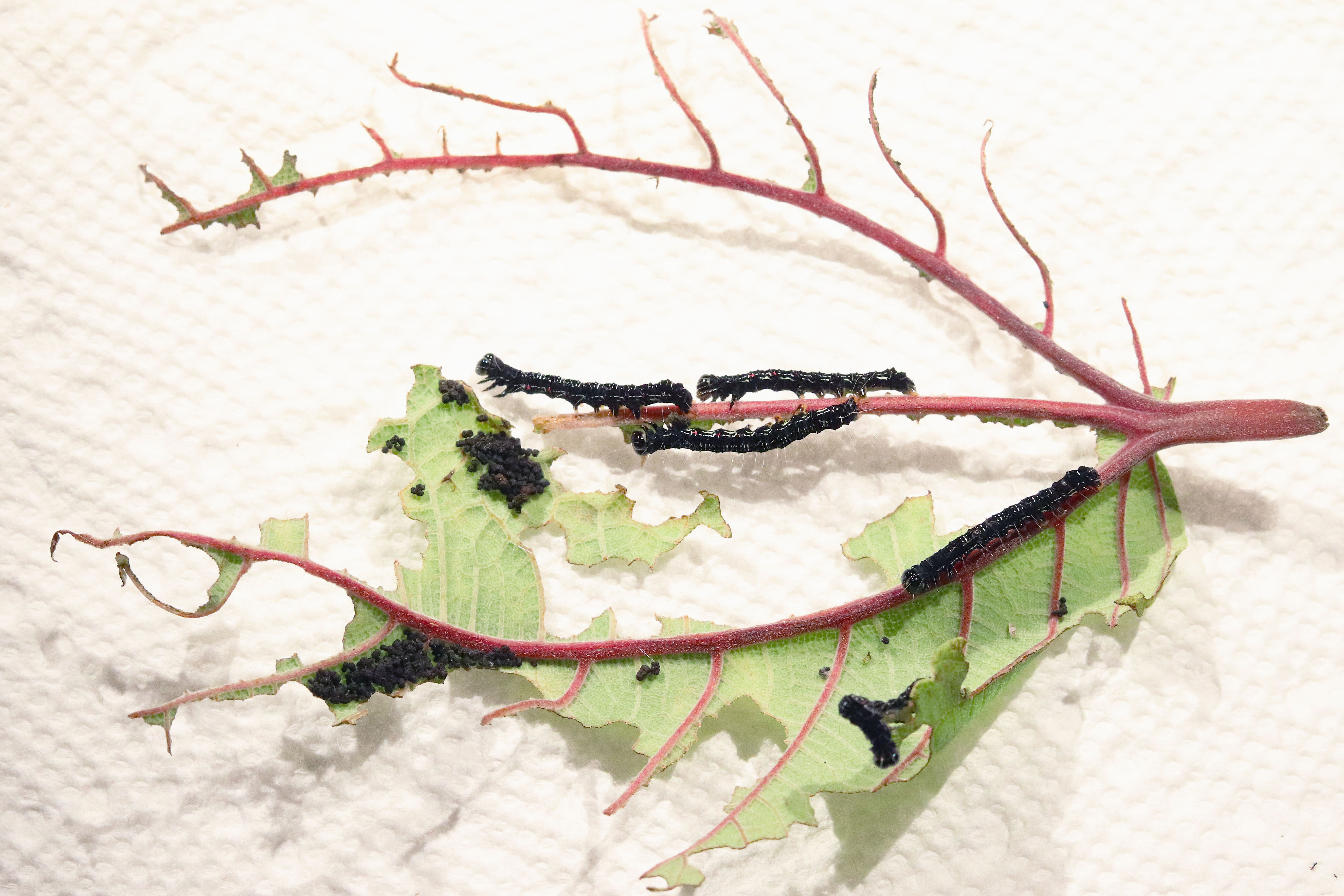 mamaki feeding larvae