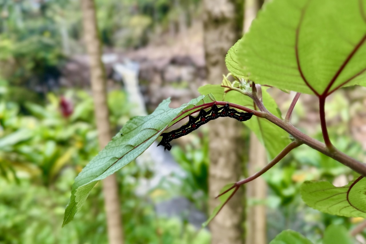 Māmaki_plant638053617902456497